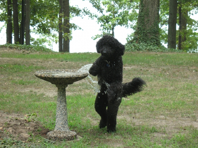 Jeannells grandpuppy Grover, a golden doodle.